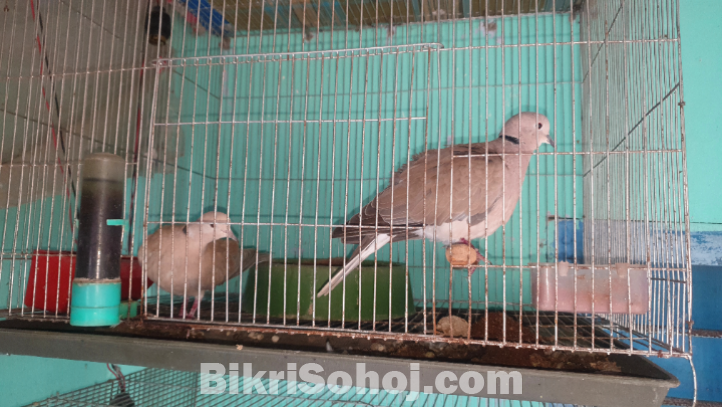 3 Pair Running Australian Dove